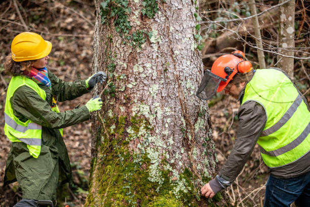 Professional Tree Care in Dallas, NC