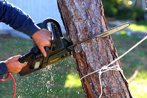 Lawn Watering Services in Dallas, NC