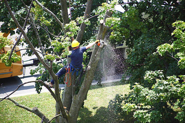Best Landscape Design and Installation  in Dallas, NC